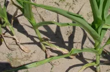 Kukurydza już się broni. Ogranicza transpirację zwijając liście w rurki. Gdyby wcześniej była potraktowana biostymulatorem, ta reakcja nastąpiłaby o 10 dni później