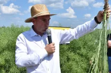 Nowe odmiany rzepaku od Rapool Polska z odpornością na kiłę kapusty