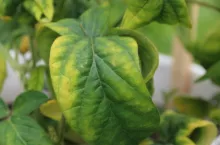 niedobór potasu ziemniak