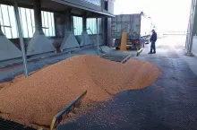 Ceny zbóż rosną, spadają ceny nawozów. Raport z rynków rolnych z 17 maja