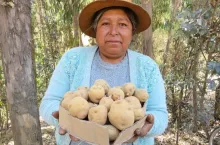 CIP Matilde fot CIP/J Huanai