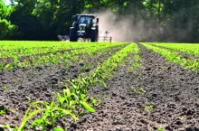 Pielniki pozwalają ograniczyć wykorzystanie herbicydów, ale zwalczanie chwastów nie jest tak skuteczne, jak w przypadku ochrony chemicznej.