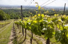 Nazwa winnicy wzięła się od zapierającego dech w piersiach widoku, który można podziwiać na tarasie widokowym przy lampce lokalnego wina. Jedna roślina to potencjalnie jedna butelka wina.