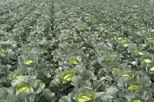 Plantacja kapusty
