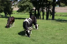 Zamieniając pastwisko na TMR podany na stół paszowy, zmieniliśmy też funkcjonowanie żwacza. W czasie krótszym o połowę krowa przyjmuje do 100% więcej suchej masy.