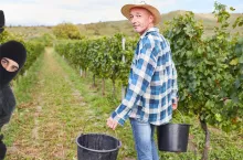 Uwaga! Oszuści podszywają się pod inspekcje. Jak ma reagować rolnik?