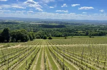 winnica widokowa Kombornia Podkarpacie Krzysztof Stanisławczyk