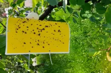 Owocnice dziesiątkują plony. Jak je zwalczać we własnym sadzie?