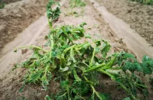 Ziemniaki po gradobiciu