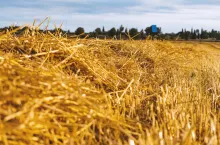 Field of yellow straw with blue sky background.