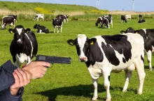 Policjant zastrzelił krowę, która uciekła z obory. Potrzeba szkoleń dla służb