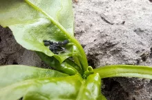 Mszyca na buraku wiosna 2024. Fot. Daleszyński