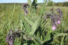 Żywokost, z uwagi na dużą zawartość potasu, jest dobrym surowcem na gnojówki, którymi podlejemy pomidory i paprykę. Przyda się też do zwalczania mszyc