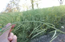 Rzepak po przymrozkach