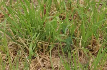 Długotrwały brak opadów skutkuje przedwczesnym zasychaniem dolnych partii roślin.