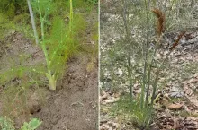 Fenkuł w ogródku - jak uprawiać koper włoski?