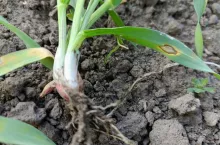 Rynchosporioza zbóż, choroby