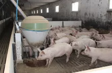 Jakie są aktualne ceny świń w Polsce?