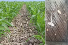 Omacnica w kukurydzy już w maju! Jak ją zwalczać?