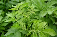 Mszyce są największym problemem w nasiennictwie ziemniaka. Są wirusami groźnych chorób wirusowych: liściozwoju ziemniaka (PLRV), wirusa Y ziemniaka (PVY) oraz wirusów M (PVM) i S (PVS)