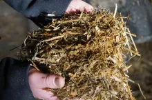 Jeśli nie mamy wysłodków, a TMR jest zbyt suchy, to można dolać wody przy mieszaniu w wozie – najlepiej 30–50 litrów wody na 1 tonę TMR-u.