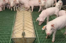 Jak wrócić do wysokich cen zboża? Kluczowa produkcja zwierzęca i port zbożowy