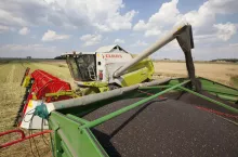 Ceny rzepaku na Matifie bliskie 500 euro. A w Polsce kontrakty spadają