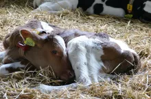 Już jedna dawka uśmierzająca ból po trudnym porodzie powoduje szybsze rozpoczęcie pobierania paszy przez cielę