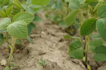 Dokarmianie dolistne tych roślin najlepiej jest wykonać dwukrotnie: pierwszy raz w fazie 6–8 liści, drugi raz przed kwitnieniem. Kwitnących bobowatych już nie dokarmiamy