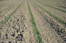 Kukurydza po wschodach bez chwastów