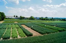 Krajowe Dni Pola Boguchwała 2024 pole demonstracyjne