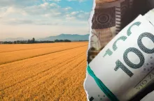 GUS: Ceny zbóż wciąż spadają. Pszenica najtańsza w woj. świętokrzyskim