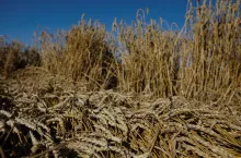 pszenica zwałowana przez wiatr