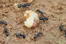 Jak pozbyć się mrówek z ogrodu? Wypróbuj te skuteczne patenty