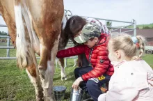 Podczas warsztatów w gospodarstwie dzieci miały możliwość samodzielnie wydoić krowę (rasy simental).