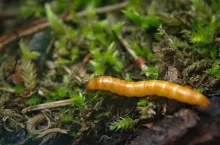 Jak skutecznie pozbyć się drutowców z ogrodu?