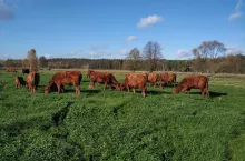 Jakie są ceny bydła w Polsce?
