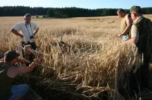 Najważniejszym elementem szacowania strat jest ustalenie wysokości utraconego i potencjalnego plonu w miejscach uszkodzonych przez zwierzynę.