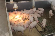 Prosięta ssące nie mają jeszcze po porodzie całkowicie wykształconej zdolności do regulowania temperatury i niedostatecznie wyczuwają niską temperaturę podłoża