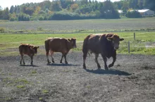 Przedstawiciele hodowców i producentów bydła mięsnego zwrócili się do ministra Czesława Siekierskiego o podjęcie działań, na forum Rady ds. Rolnictwa i Rybołówstwa UE umożliwiających wprowadzenie finansowania w ramach Krajowych Planów Strategicznych dla Wspólnej Polityki Rolnej wydatków związanych z możliwością zakupu zwierząt hodowlanych.