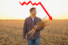 Rolnicy pod ścianą. Maszyny drożeją, a ceny zboża i mleka lecą w dół