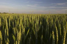 Kłosy pszenicy na niebieskim tle