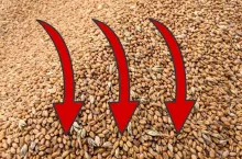 pszenica spadek zboże