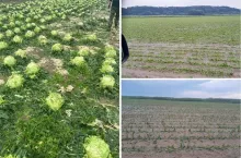 Armagedon zniszczył plony rolników z kujawsko-pomorskiego. Grad miał 6 cm! [FOTO]