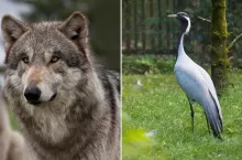 Ochrona zwierząt i ptaków