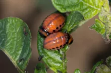 Najbardziej żarłoczne są starsze stadia larwalne stonki. Fot. Strażyński