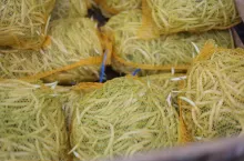 Fasolka szparagowa Rybitwy