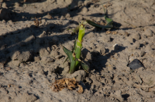 Silnie uszkodzona kukurydza przez ploniarkę zbożówkę