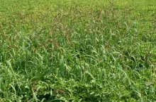 chwastnica jednostronna, chwasty