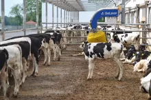 Obecnie pierwiastki mogą wejść w pierwszą laktację, cierpiąc już na podkliniczną formę zapalenia wymienia